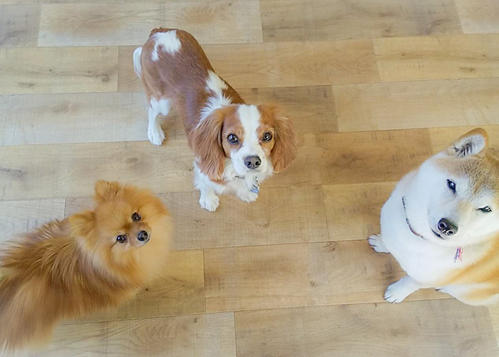 ドッグトレーニング