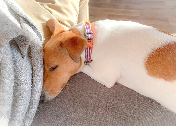 長時間の留守番からの回避