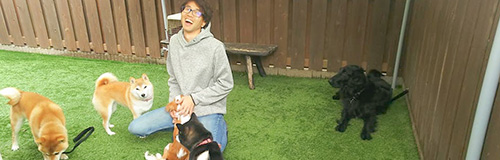 Dog Training トレーニング