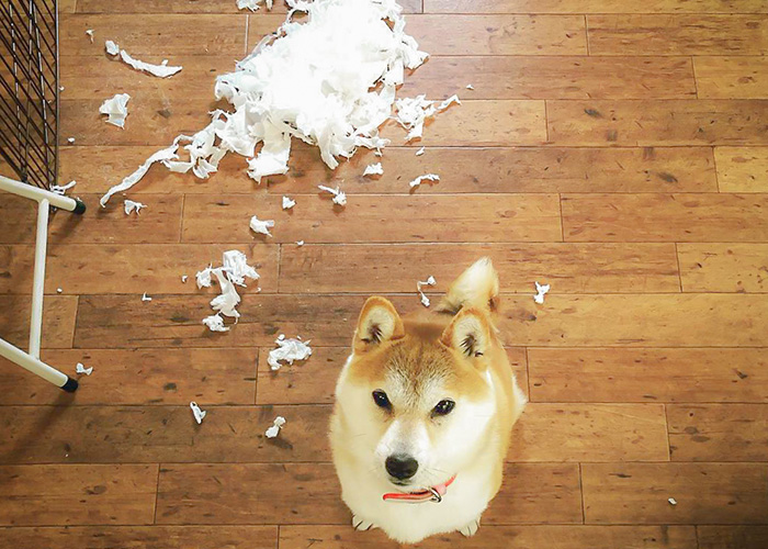 日本における犬のしつけ文化