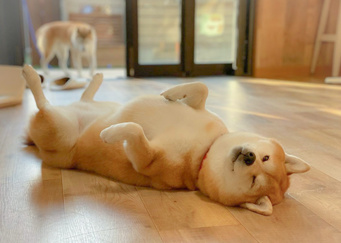 私たちが1番に伝えたい犬の育て方