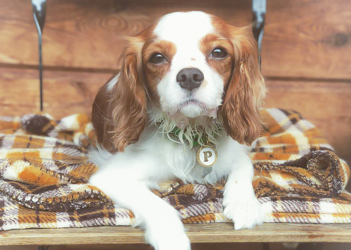 トレーニングこそ最強の保護活動